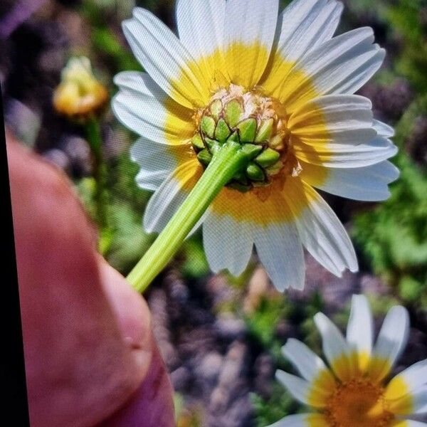 Glebionis coronaria 花