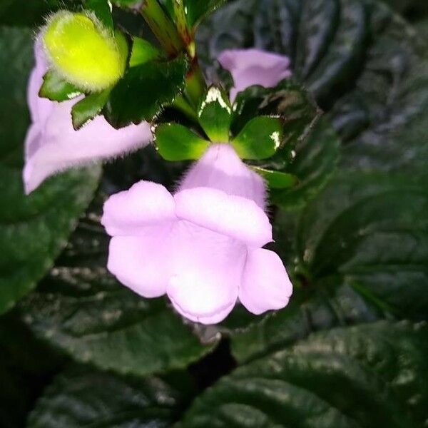 Gloxinia perennis Virág