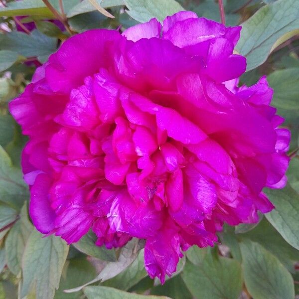 Paeonia × suffruticosa Cvet