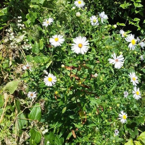 Symphyotrichum lanceolatum പുഷ്പം