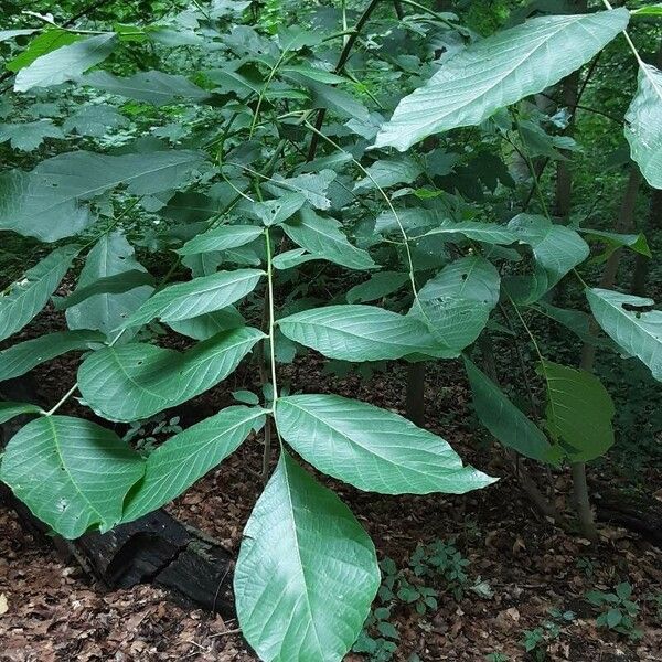 Carya glabra Folha