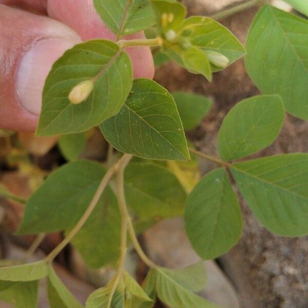 Crotalaria pallida Folha