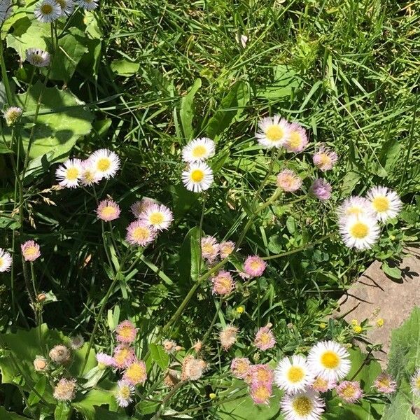 Erigeron glabellus Fiore