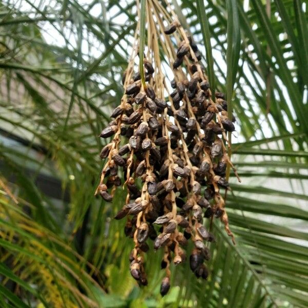 Phoenix roebelenii Fruit