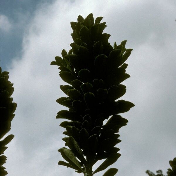 Euphorbia neriifolia Casca