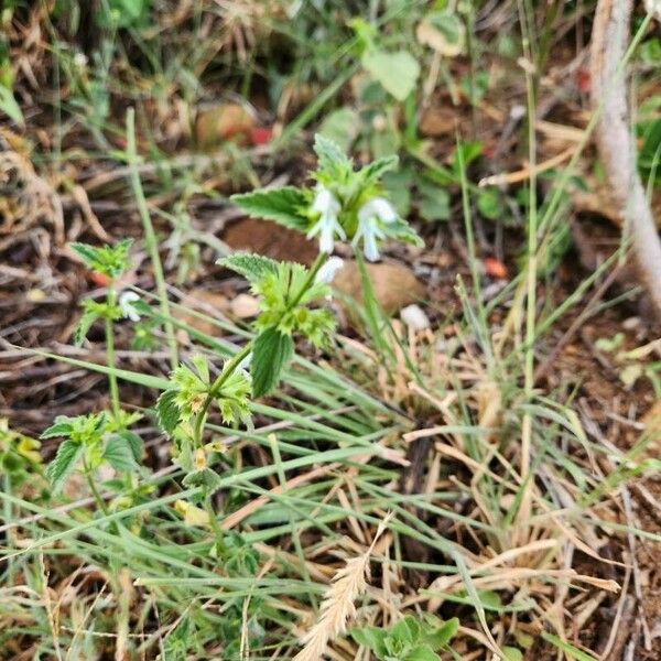 Leucas glabrata Lorea