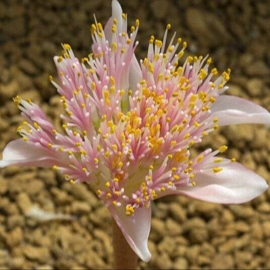 Haemanthus barkerae 花