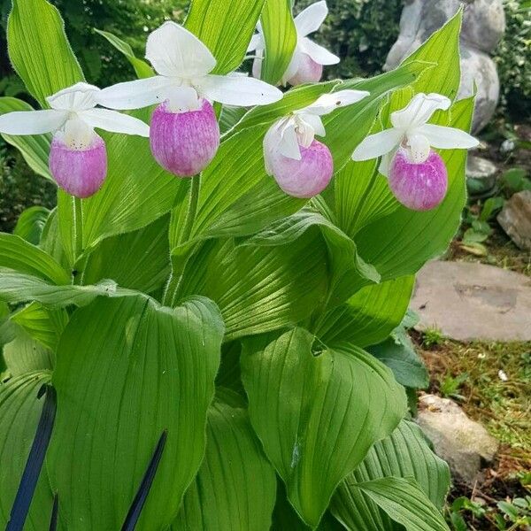 Cypripedium reginae Flower