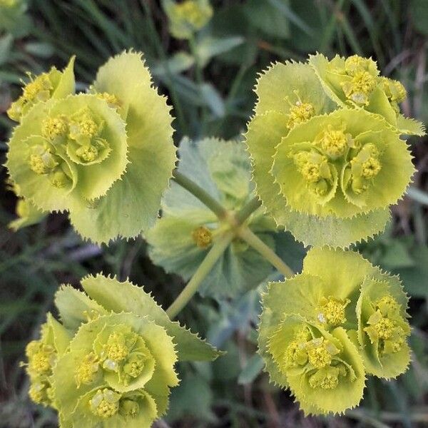Euphorbia serrata Fleur