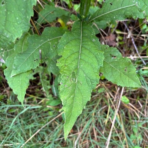 Verbesina alternifolia Lehti