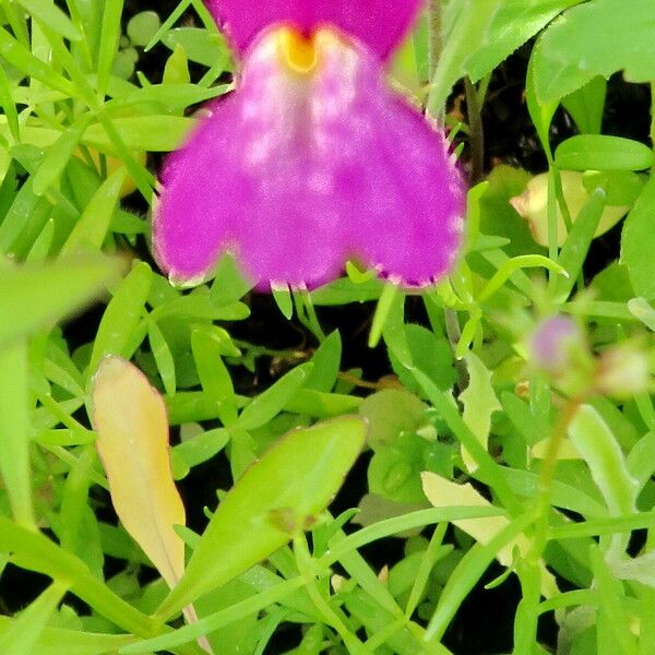 Linaria maroccana Flor