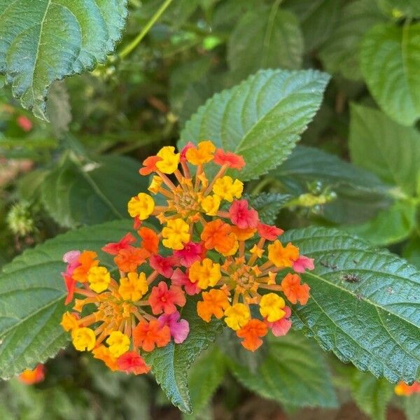 Lantana aculeata Flower