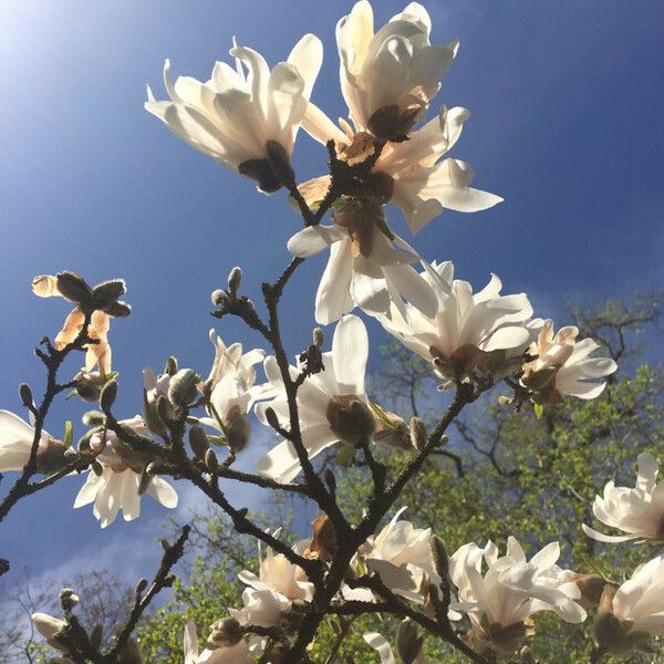 Magnolia stellata Plante entière