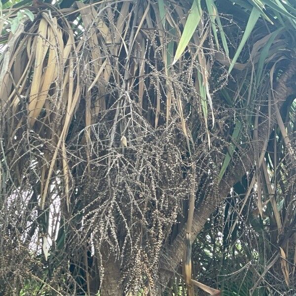 Cordyline australis Fruchs