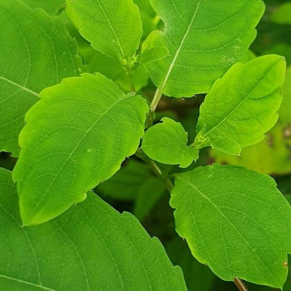 Impatiens noli-tangere Leaf