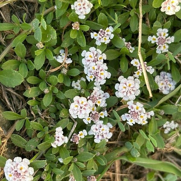 Phyla nodiflora Blüte