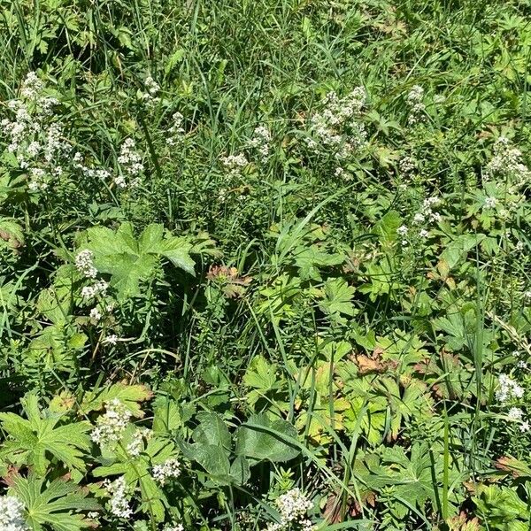 Galium boreale Costuma