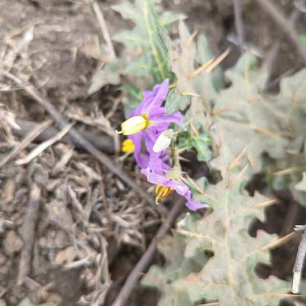 Solanum virginianum Floro