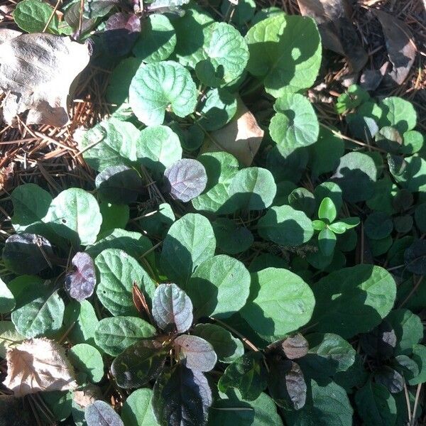 Viola labradorica Leaf