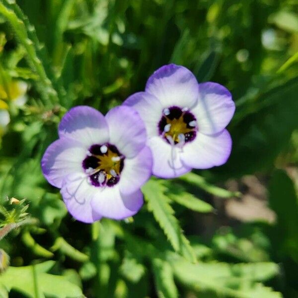 Gilia tricolor Flor