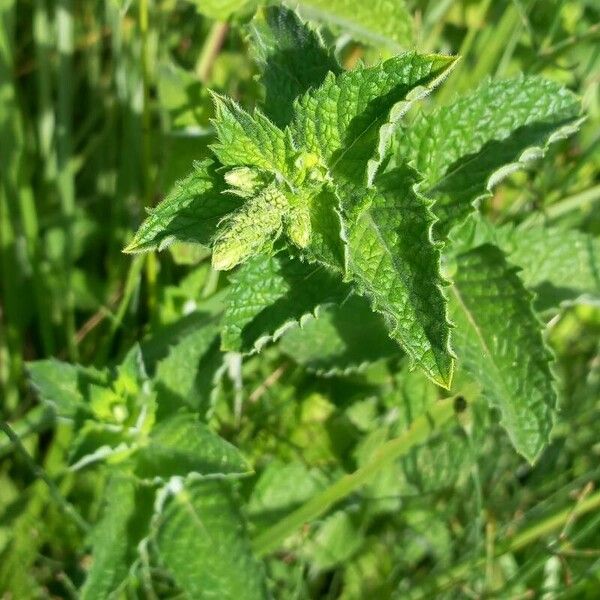 Mentha suaveolens Liść