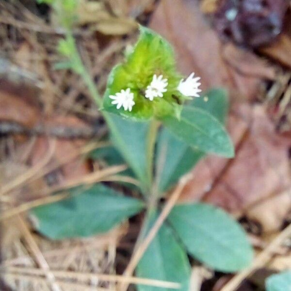 Elephantopus mollis फूल