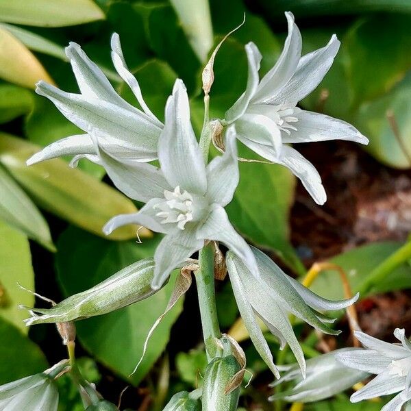 Ornithogalum nutans Flower