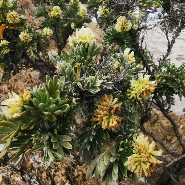 Anthyllis barba-jovis Квітка