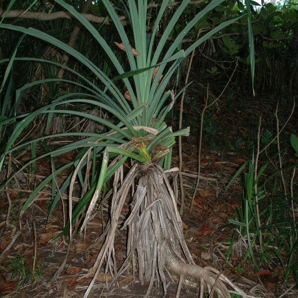 Pandanus tectorius Hábito