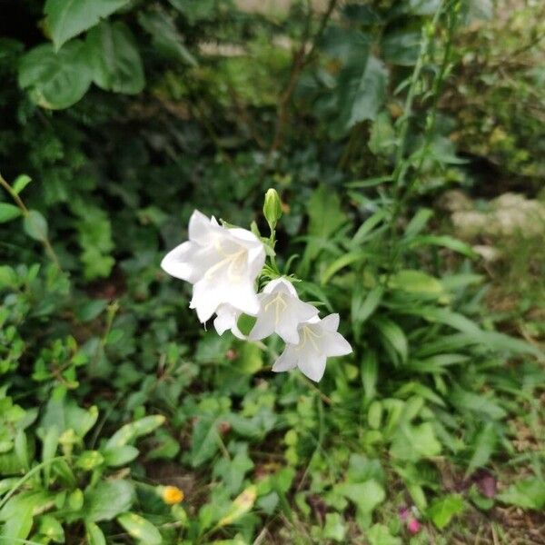 Campanula persicifolia फूल