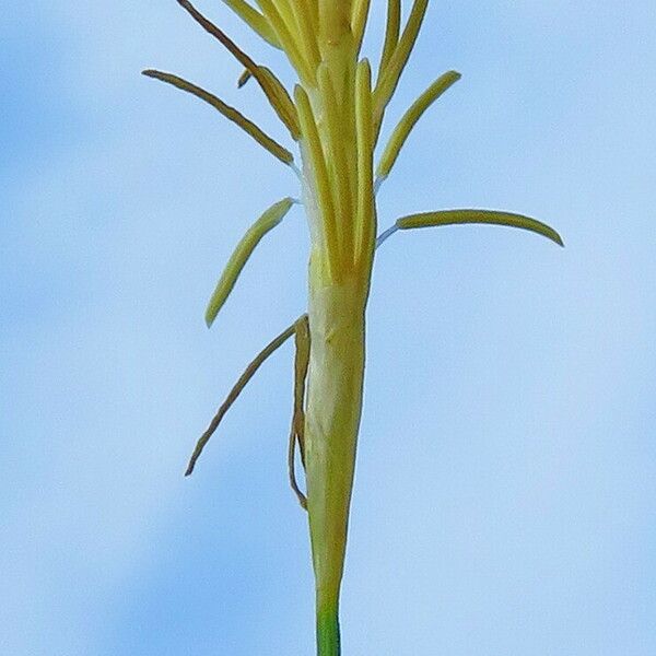 Carex caryophyllea Flor