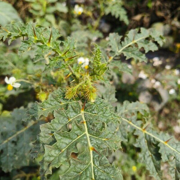 Solanum sisymbriifolium ᱥᱟᱠᱟᱢ