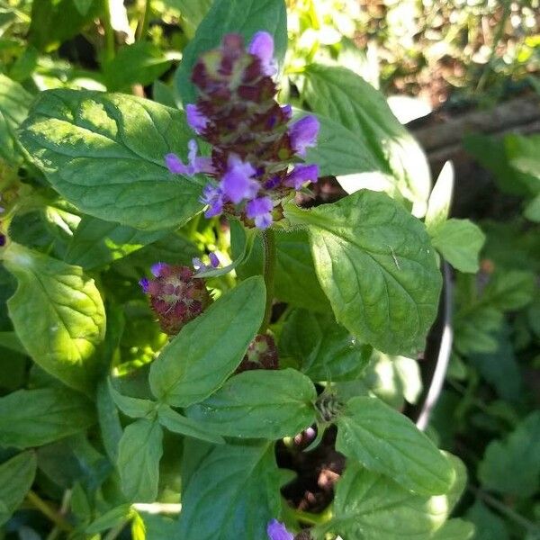 Prunella vulgaris Květ