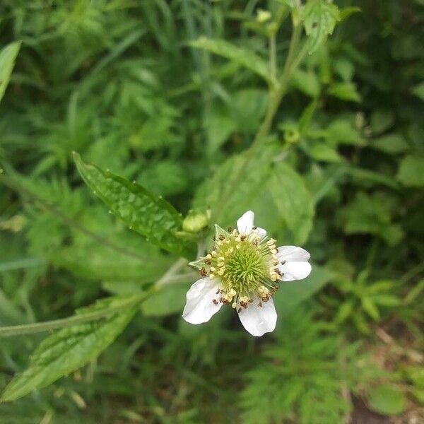 Geum laciniatum Flower