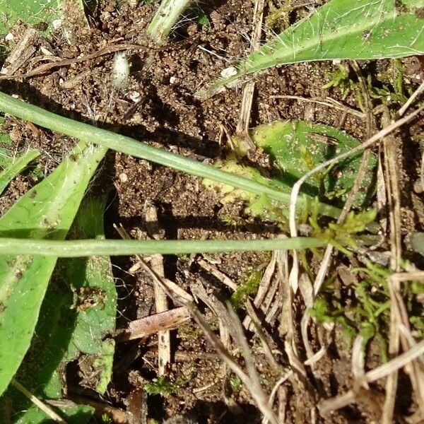 Ornithogalum orthophyllum Fuelha