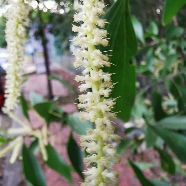 Acacia mangium Flors