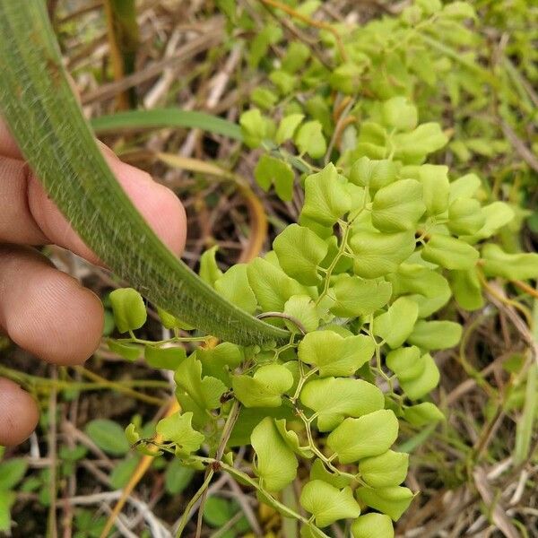 Lygodium microphyllum Folha