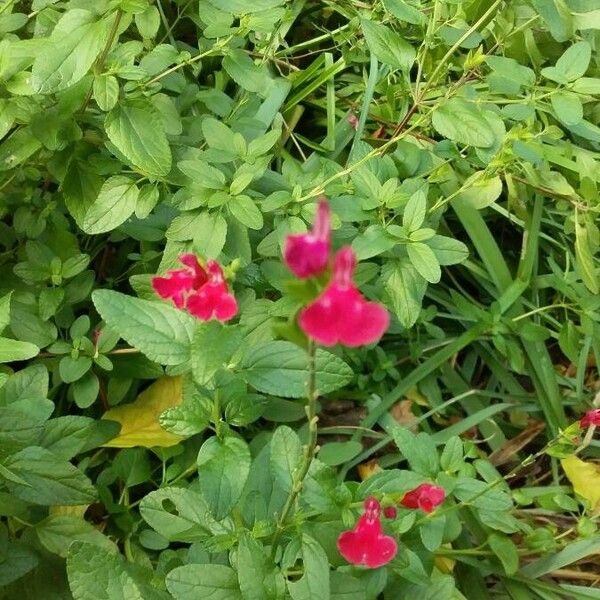 Salvia microphylla Fiore