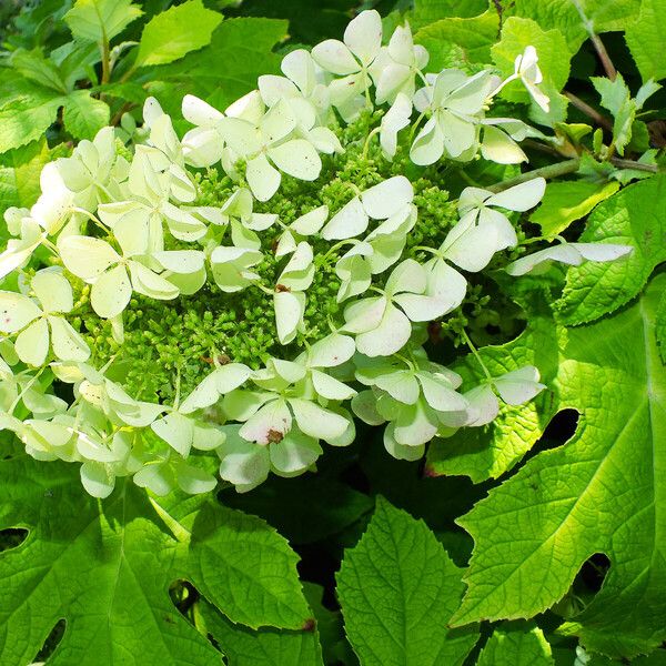 Hydrangea quercifolia Květ