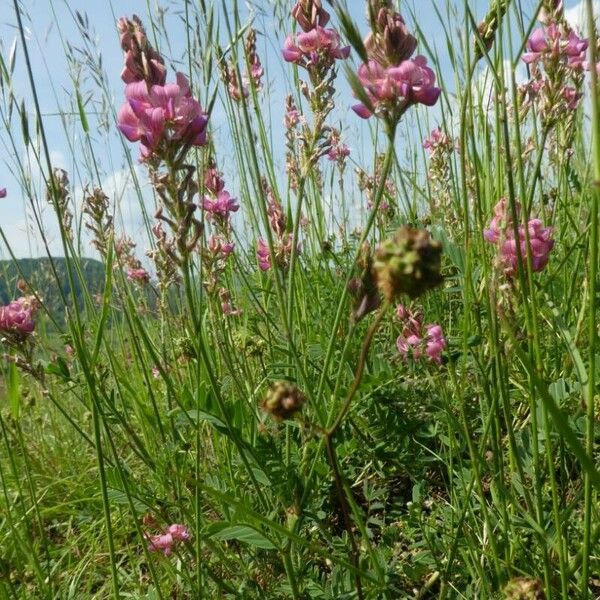 Onobrychis viciifolia Flower