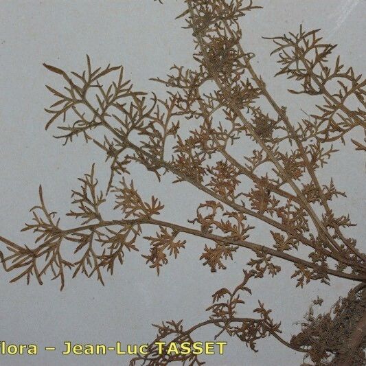 Lepidium perfoliatum 其他