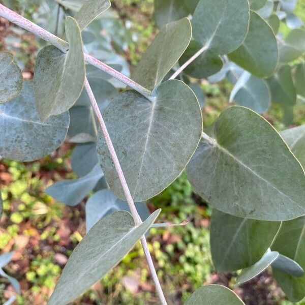 Eucalyptus cinerea Leaf