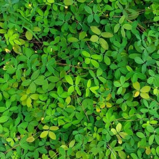 Arachis pintoi Lehti