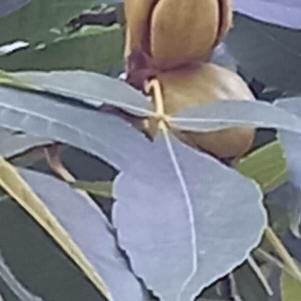 Carya tomentosa Fruit