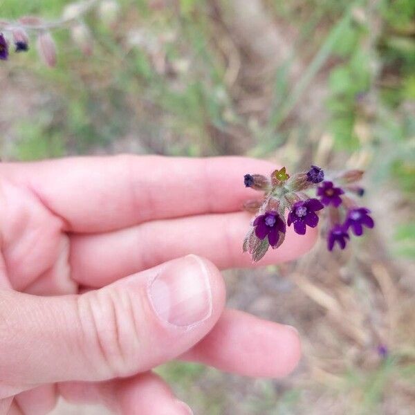 Anchusa undulata Цветок