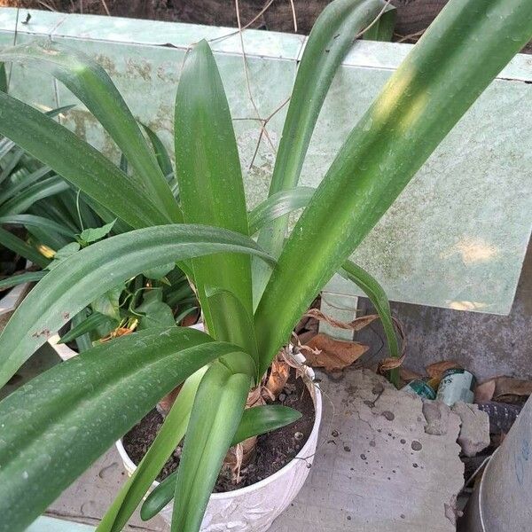 Hymenocallis littoralis Blad