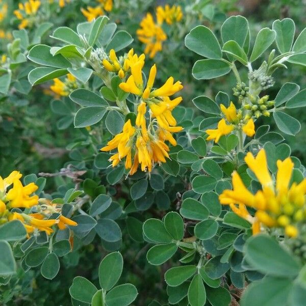 Medicago arborea Blomma