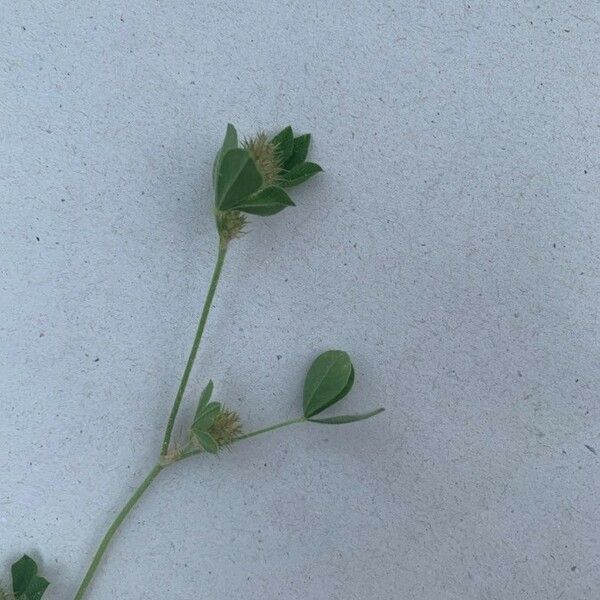 Trifolium striatum Leaf