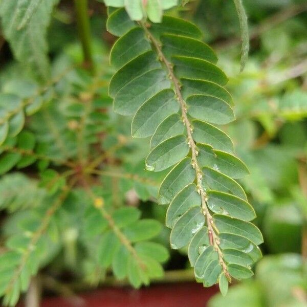 Phyllanthus urinaria 葉