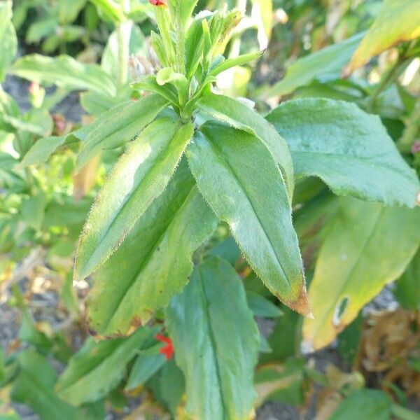 Silene chalcedonica Hostoa